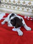 Lindo bebe springar spaniel