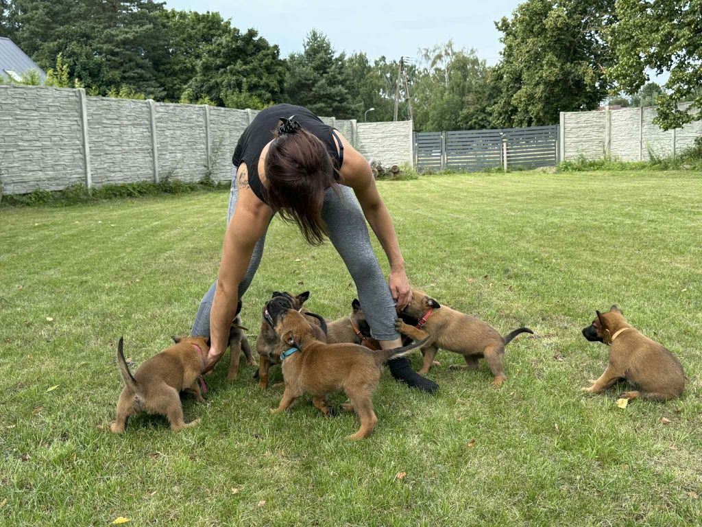 Owczarek belgijski Malinois FCI