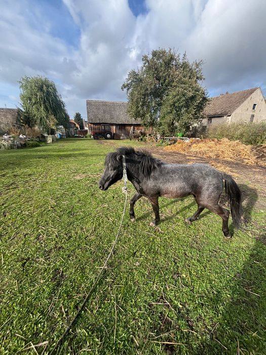 Kucyk ogierek Tarant