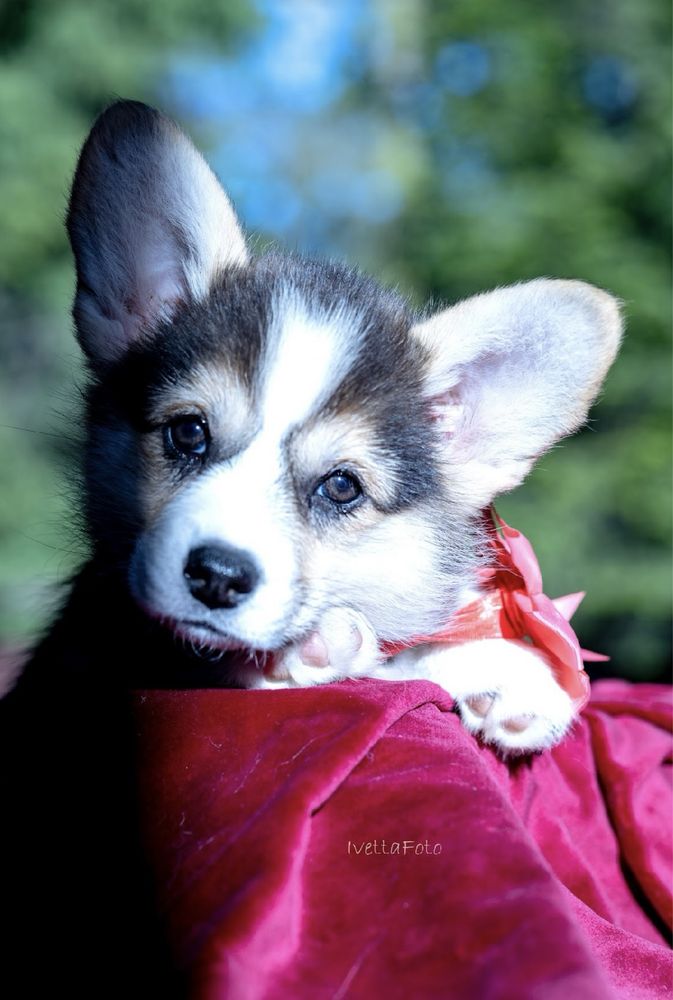 Welsh corgi pembroke suczka