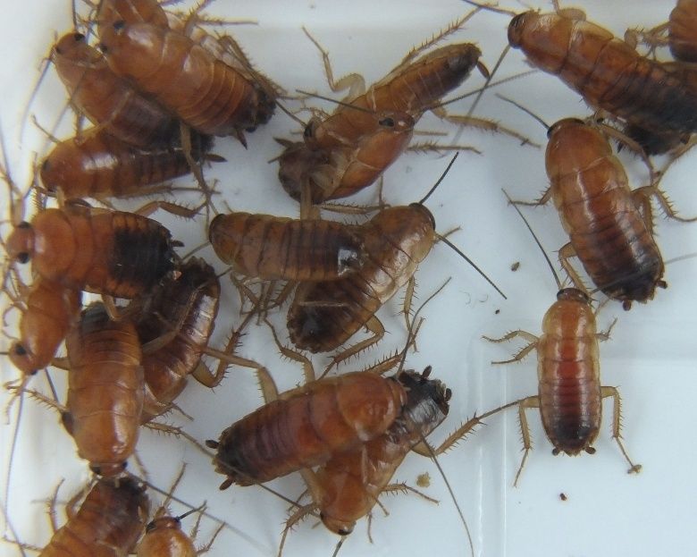 Karmówka dla gadów Świerszcze, mącznik, drewnojad