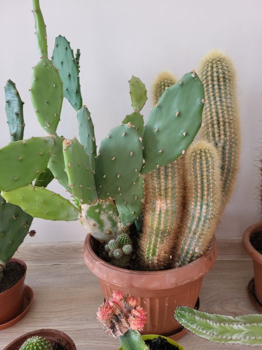 Kaktusy-cała kolekcja domowa
