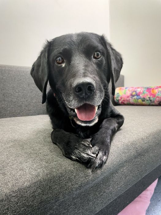 Bingo w typie labrador szuka domu