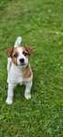 Jack Russell Terrier ZKwP FCI