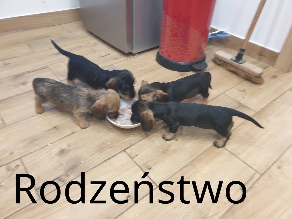 Szczeniaki - Jamnik Szorstkowłosy Miniaturowy - Suczka Sarah