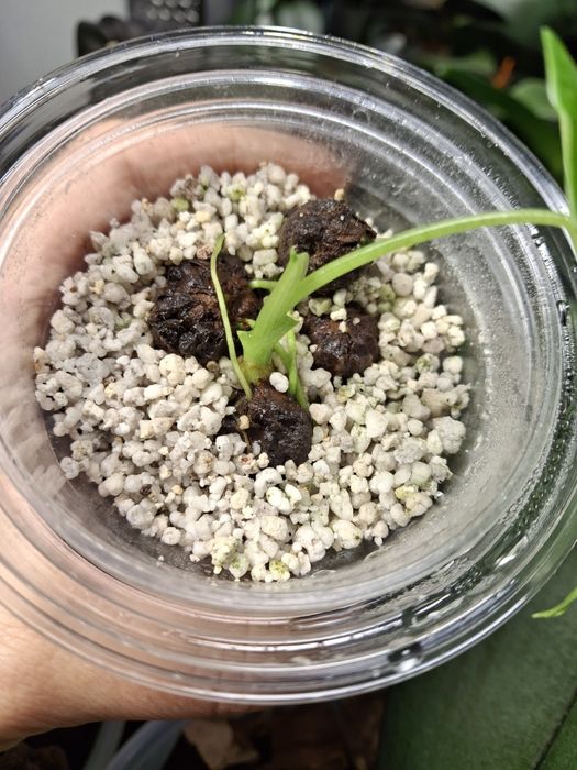 Алоказія Фрайдек проросла бульба