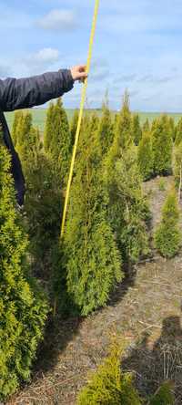 Duże Produent Thuj smaragd  Thuja Smaragd  1.5 m  Okazja