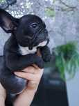 Buldogue francês