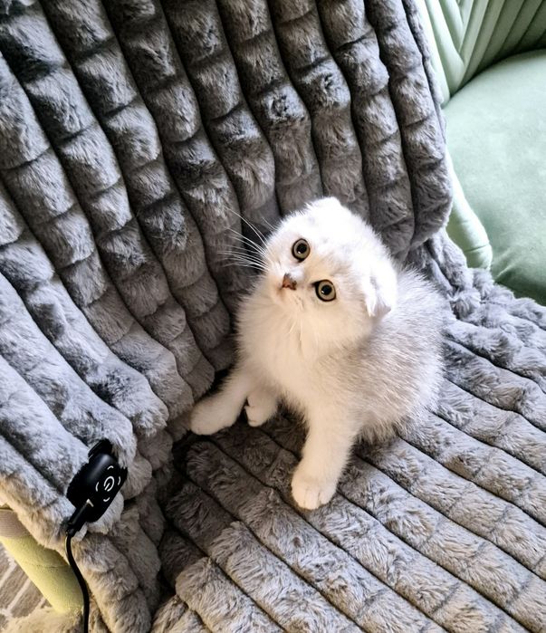Шотландский котёнок мальчик серебристая шиншилла шиншила фолд котята