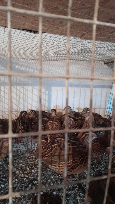 Перепілки різного віку