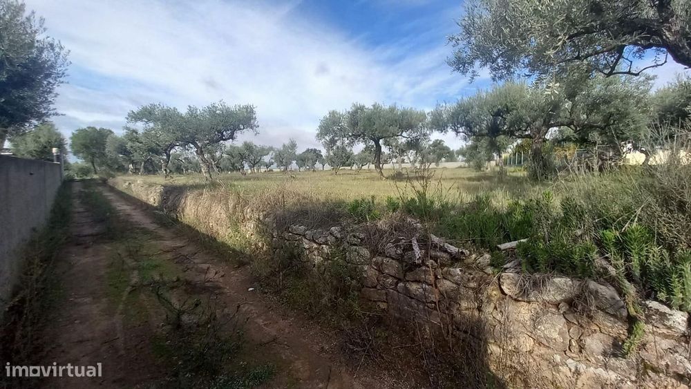 Olival com 4000m2  Lardosa