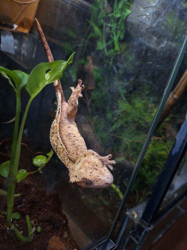 Gekon orzesiony jaszczurka terrarium