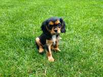 Cavalier King Charles