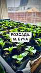 Розсада: перець, баклажани, помідори, огірки. Рассада Буча, Ірпінь