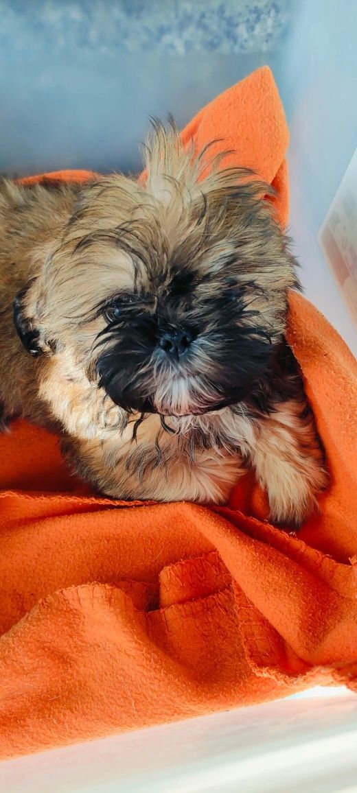 Suczka shih tzu do odbioru z rodowodem