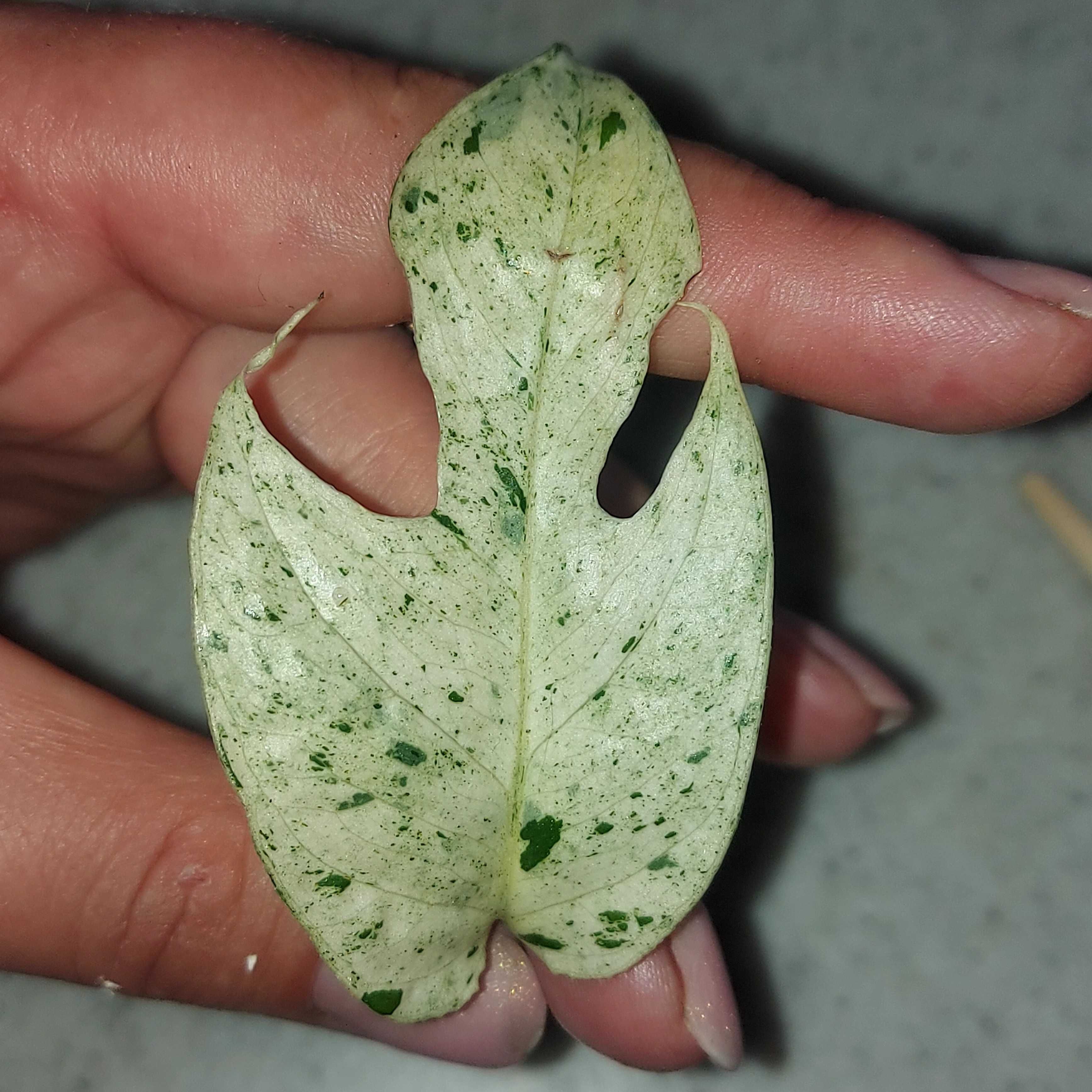 Epipremnum epipremnum