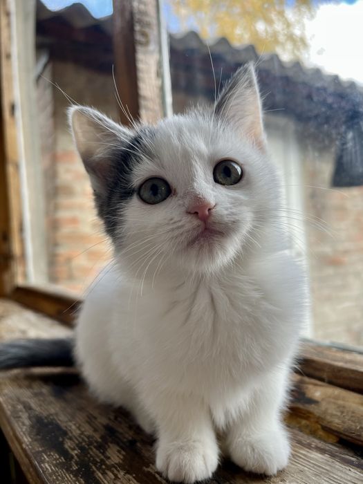 Кошенята у добрі руки