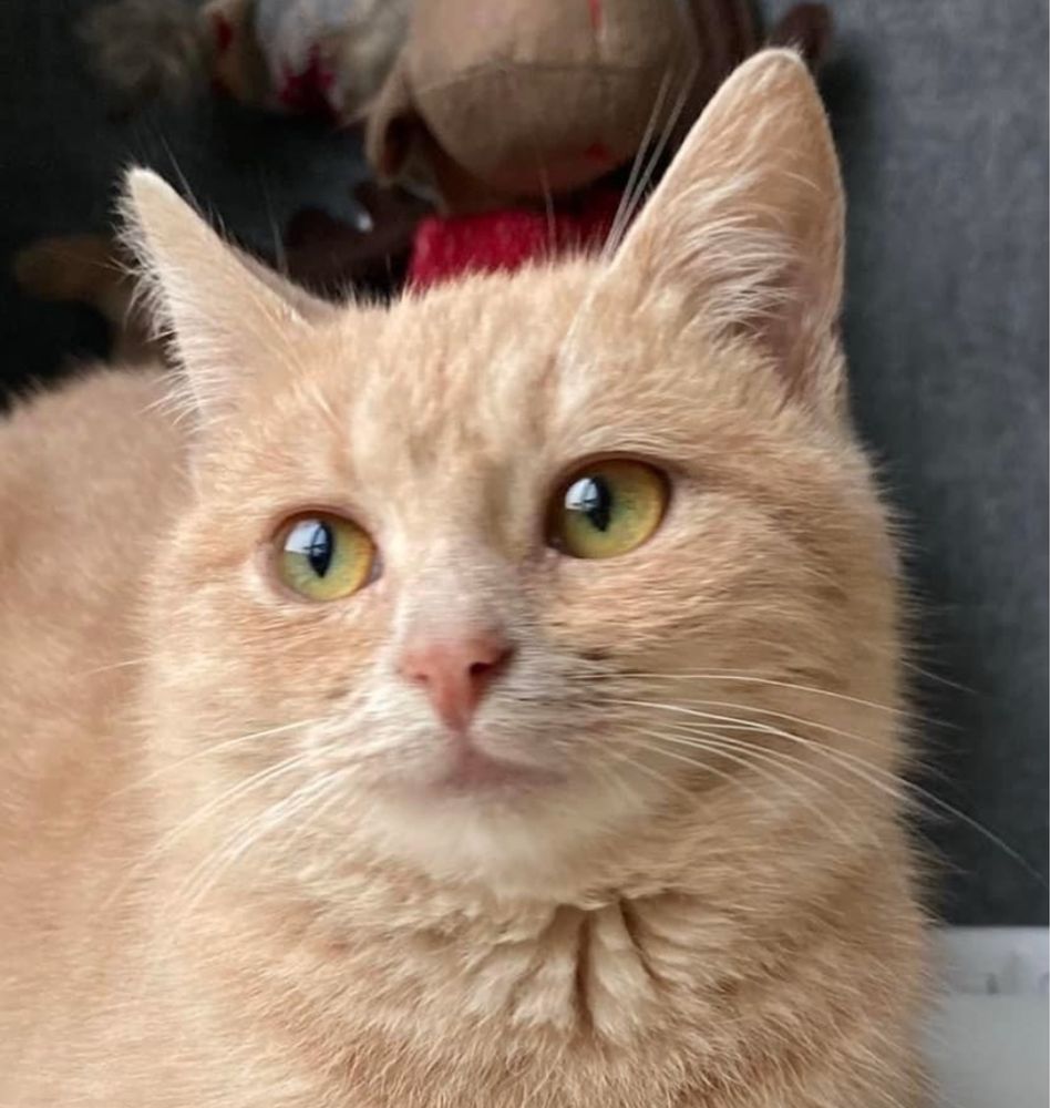 Рыжий добрый ласковый котик 1г в частный дом рудий кіт котенок