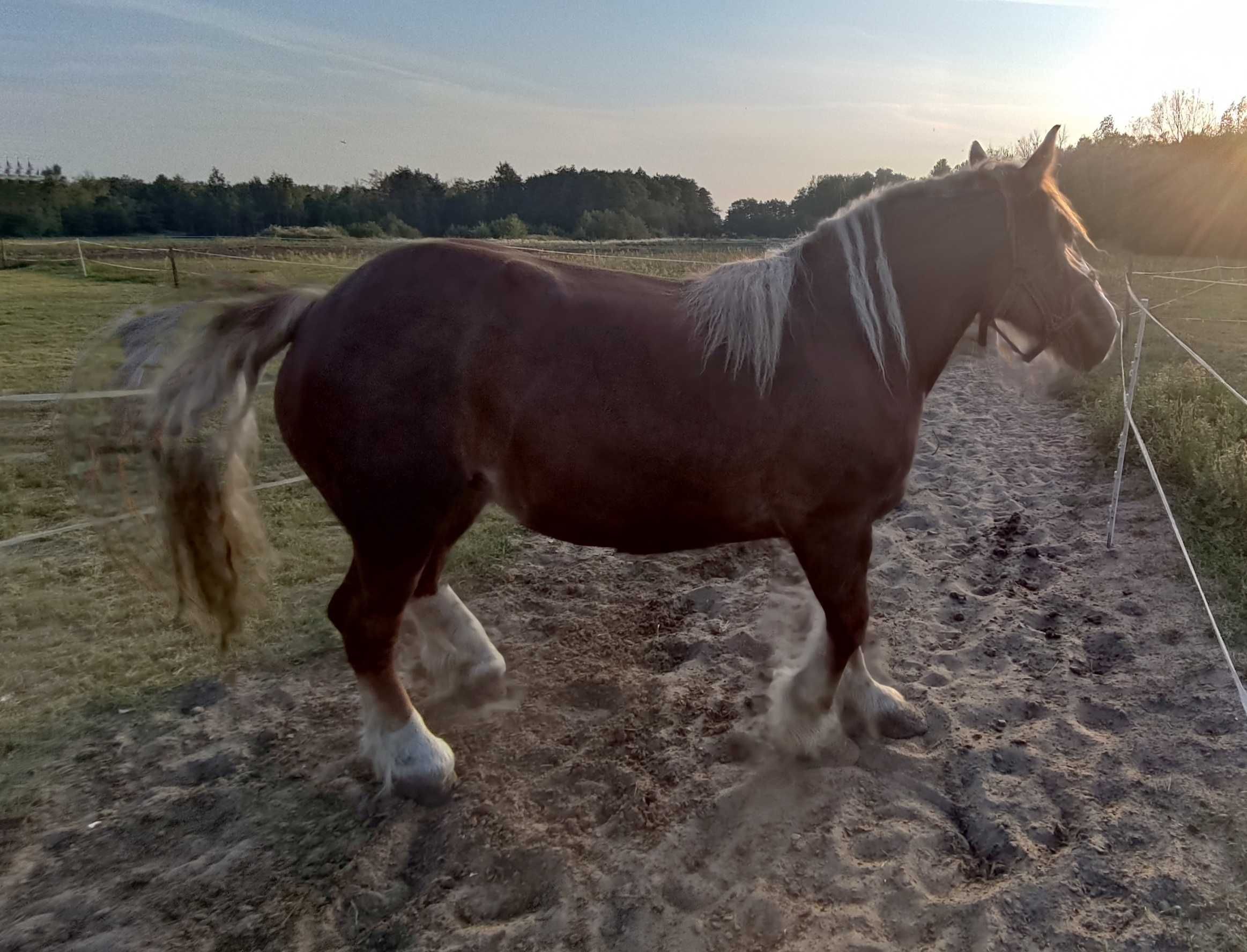 Sprzedam klacz z licencją