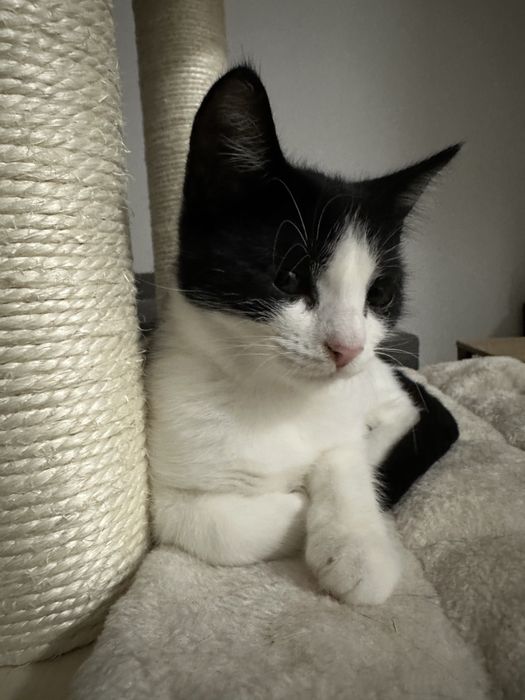 5 miesięczna kochana kotka Felicja szuka domu