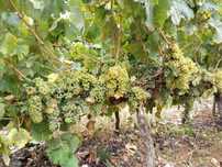 Vinha jovem com perto de 2 hectares