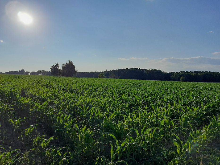 Działka budowlana 0,17 ha Dolina Baryczy