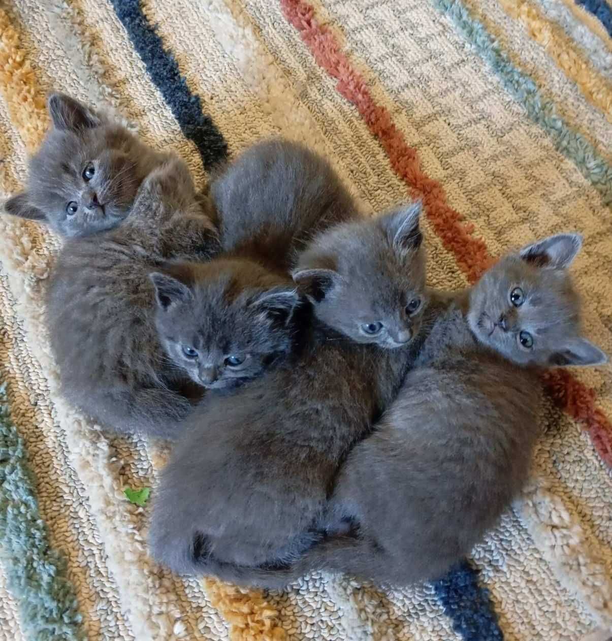 Кошенятка, 3 дівчинки, 1 хлопчик. Папа шотландець, мама наполовину.