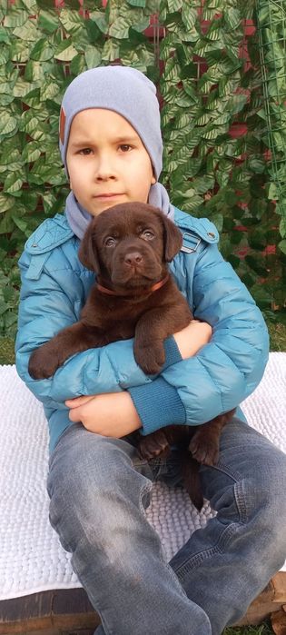 Лабрадор Ретрівер цуценята від розплідника