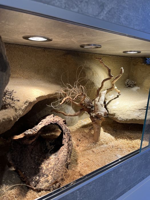 Sprzedam węża zbożowego, samice, razem z terrarium