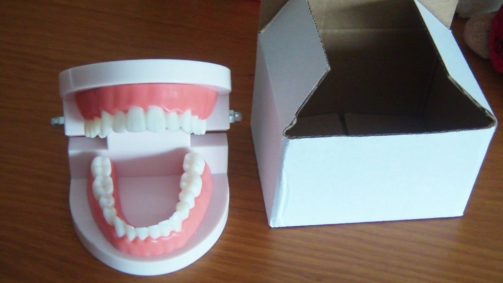 Modelo de Boca com dentes