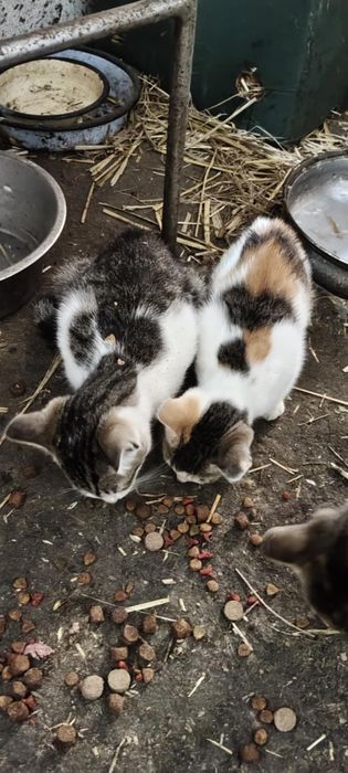 Oddam w dobre ręce małe kotki