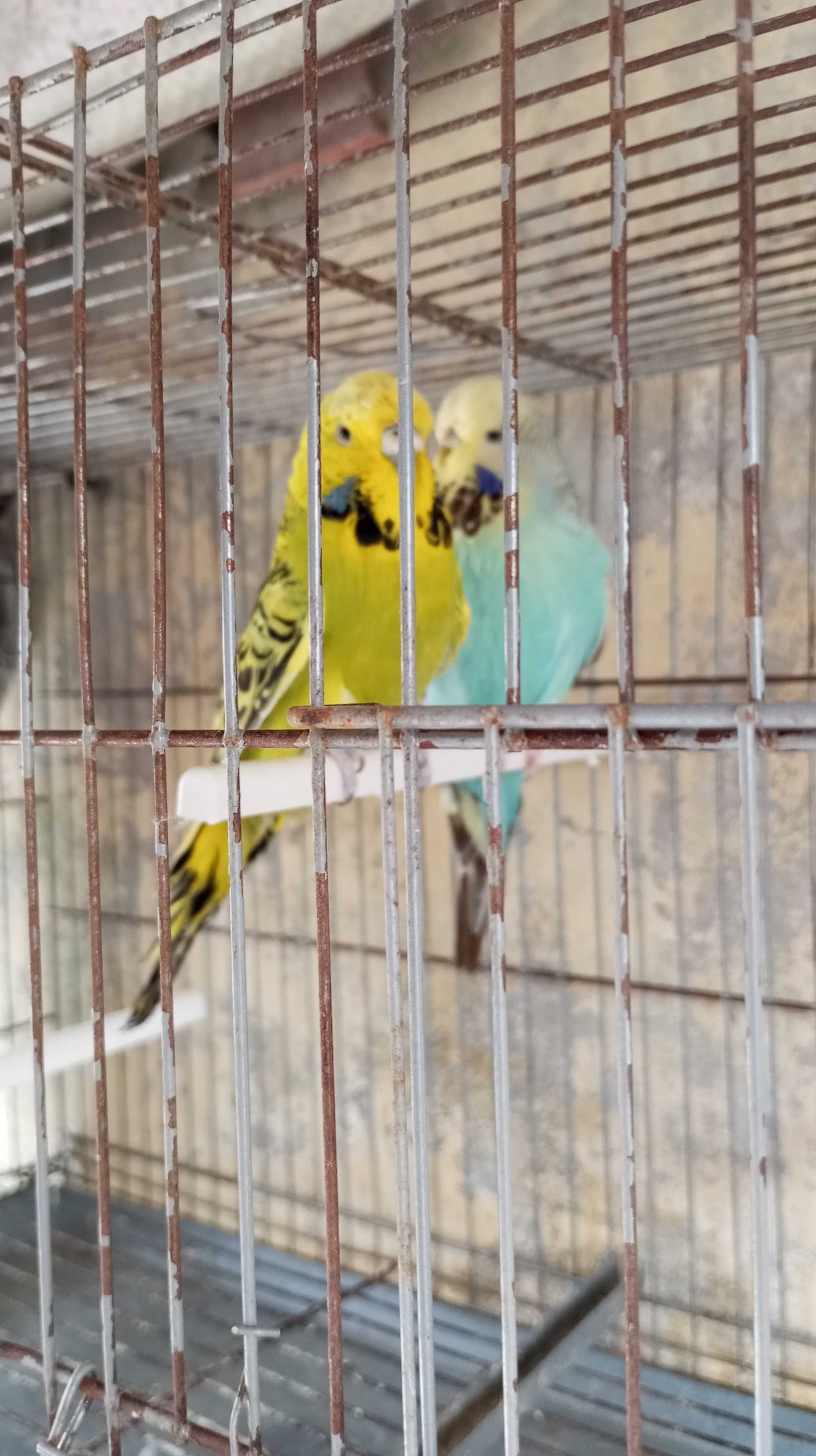 2 piriquitas inglesas anilhados