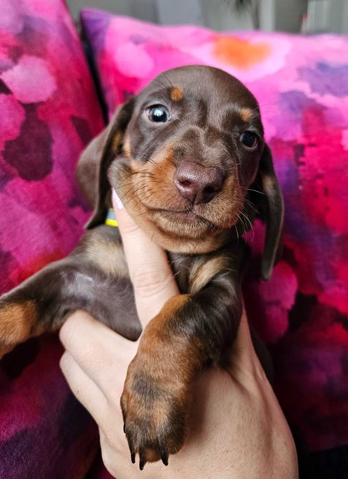 Jamnik Suka czekoladowa brązowa