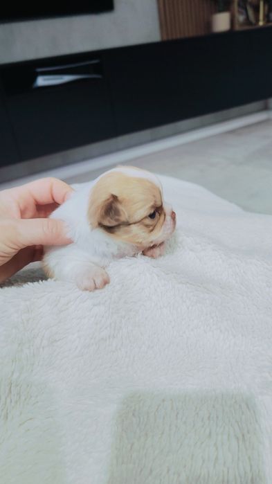 Piękny długowłosy piesek

 Szczeniak urodzony 3.10.2025
chowany  w dom