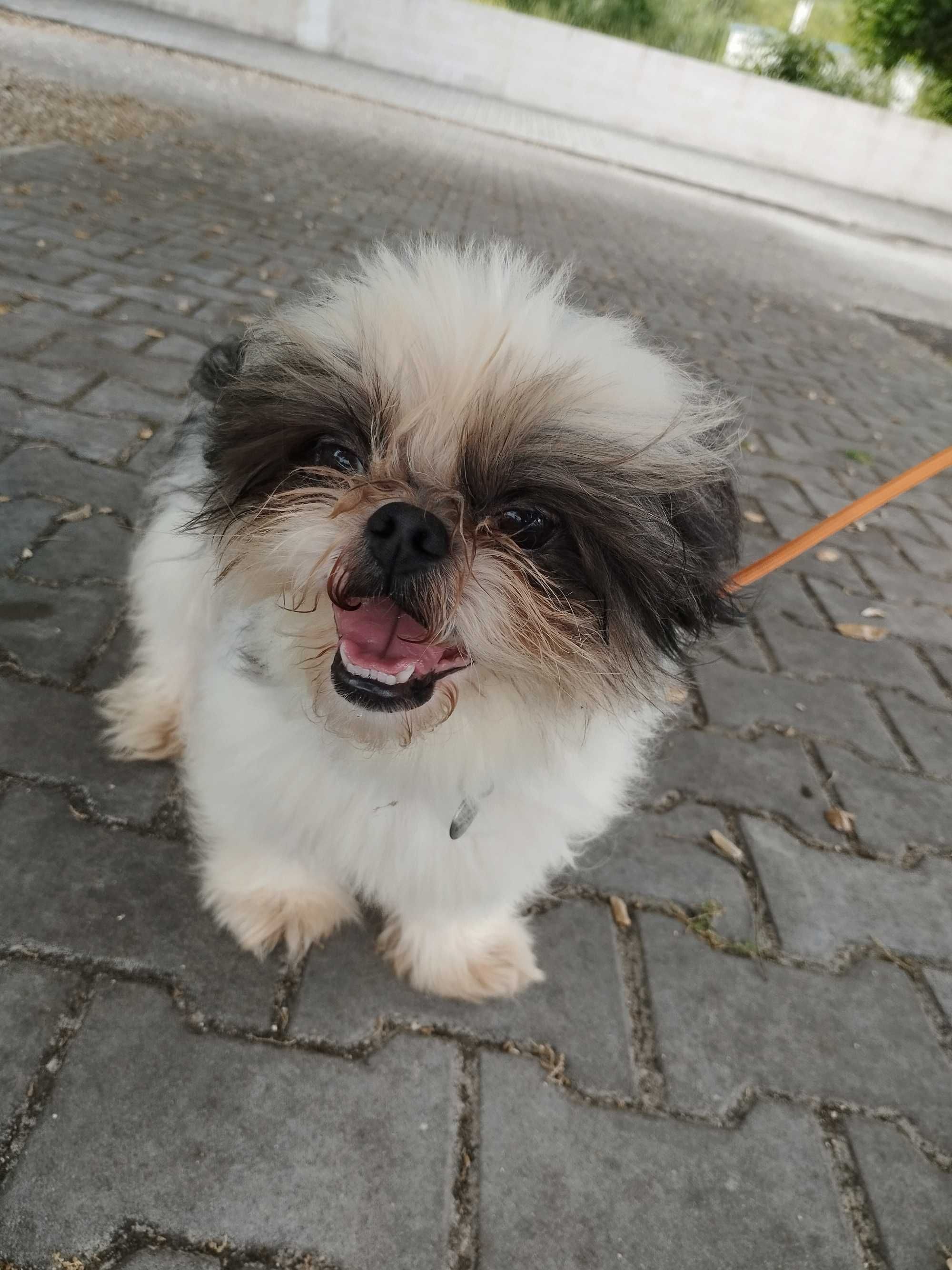 RODOLFO (Macho, Shih-Tzu) Para Adoção