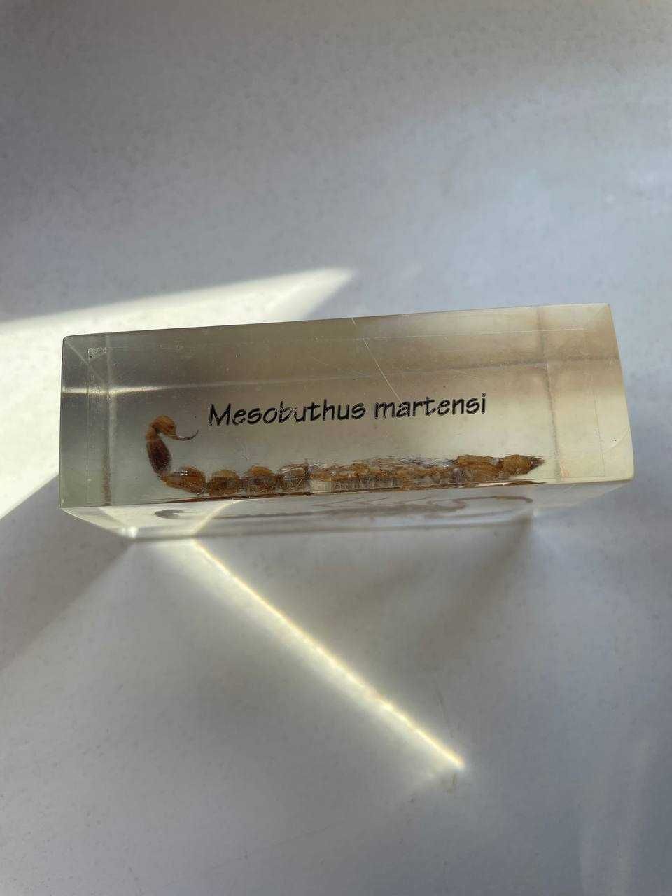 Скорпион в пластике Mesobuthus Martensii