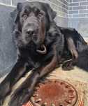 Pies Max w typie nowofundlanda do adopcji!