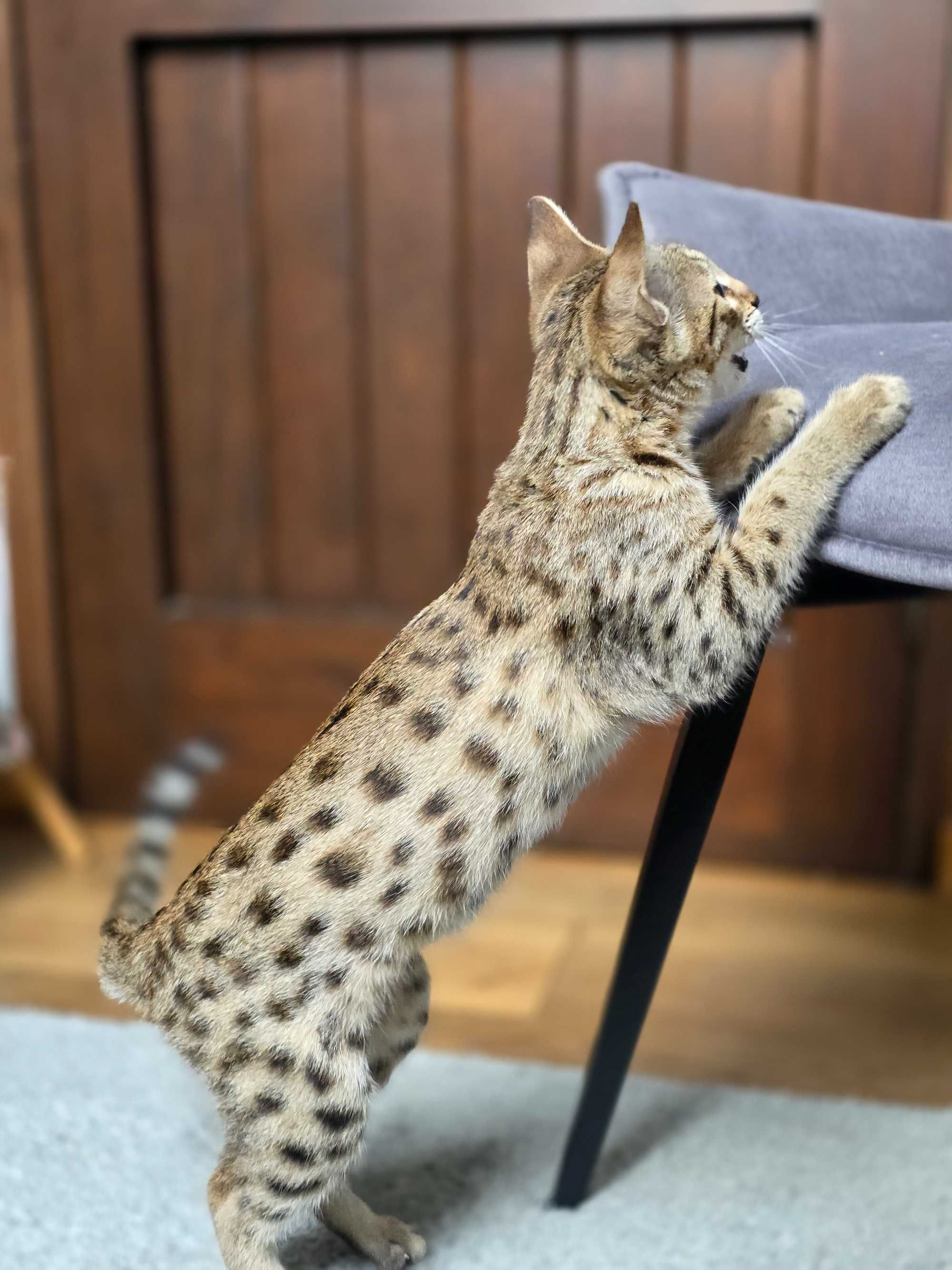 Luna. Savannah F3. Hybryda. Przekochana i uczuciowa