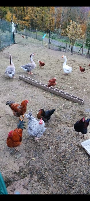 Młode koguty/ tuszka