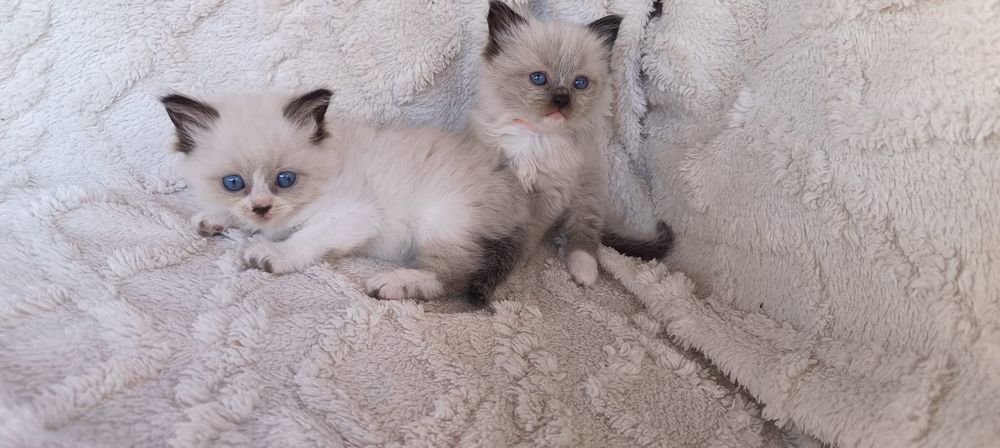 Ragdoll piękna dziewczynka