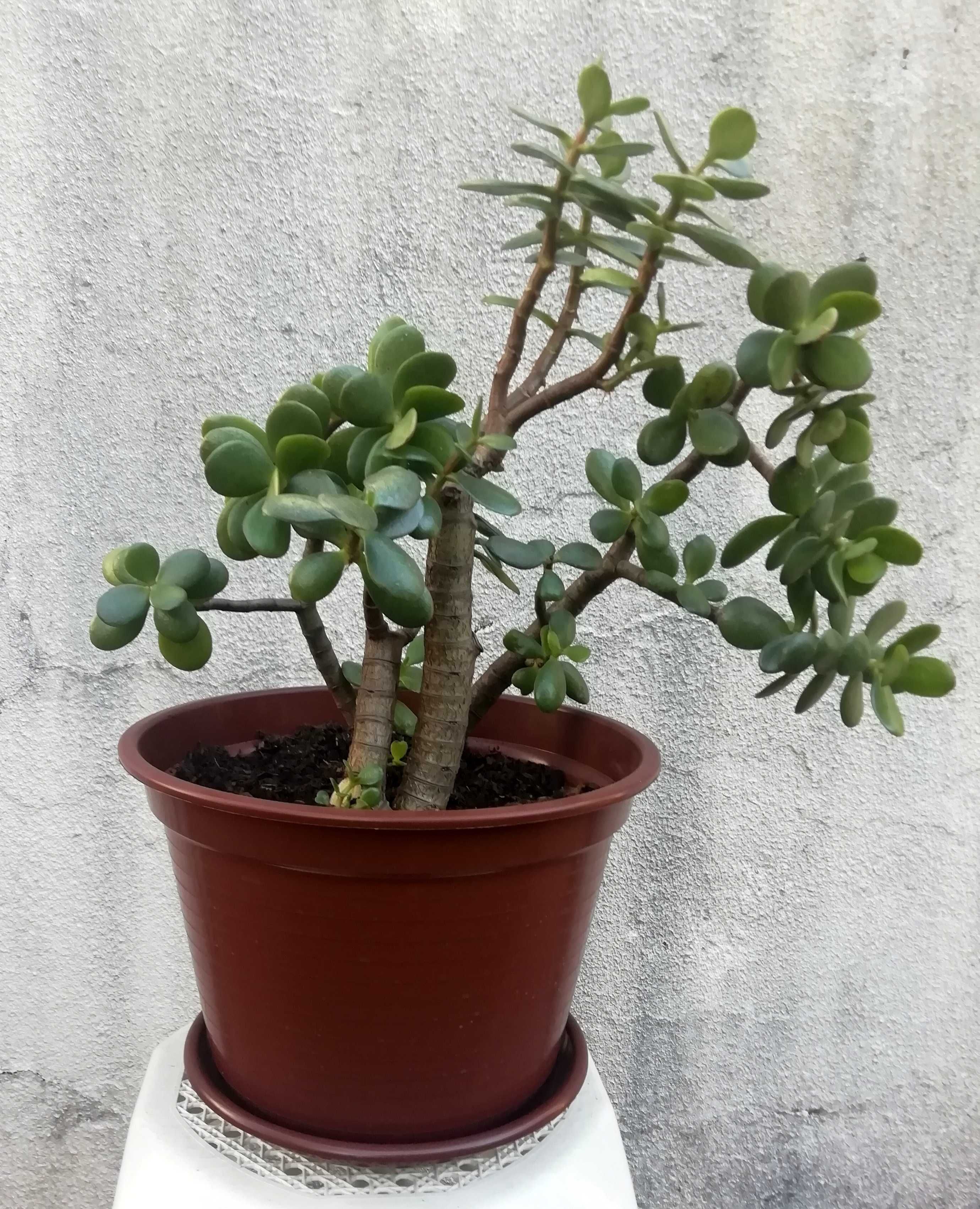 Planta Natural Jade, atrai a Sorte e Dinheiro