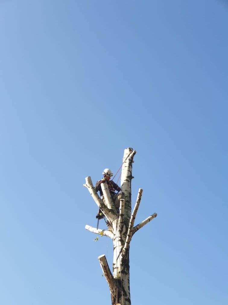 Wycinka drzew metodą alpinistyczną, wycinanie drzew, przycinanie.
