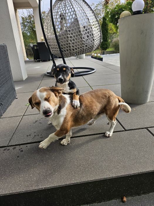 Oddam pieska za darmo