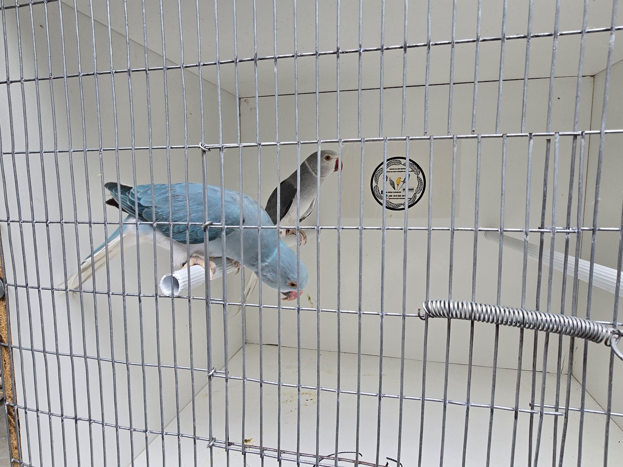 Vendo varias aves deste ano e um macho de 2024