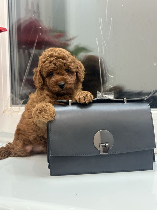 Щенки той пудель киев