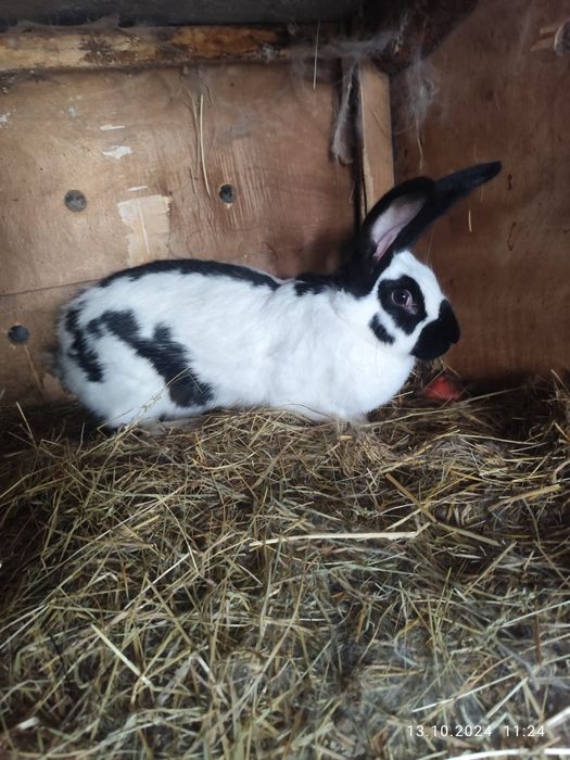 Olbrzym Srokacz Czarny Samiczka