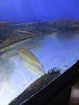 Ancistrus juvenis e adultos