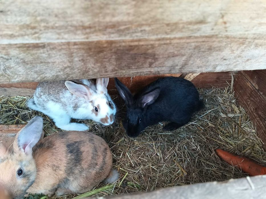 Króliki młode sprzedam