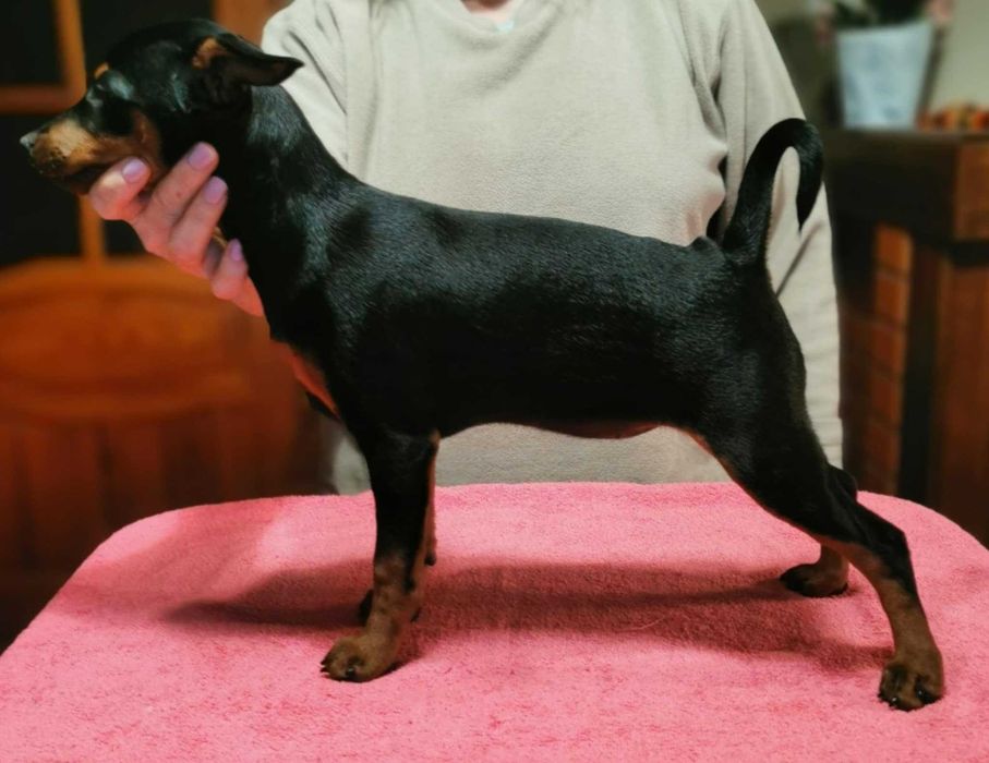 Pinczer miniaturowy szczenię  rodowód ZKwP (FCI)