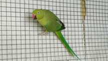 Ring neck femea verde